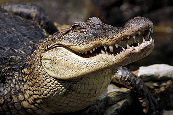 Crocodile Animals - , Background HD wallpaper