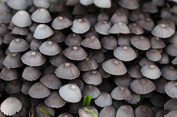 Wild plants, mushrooms, close up HD wallpaper