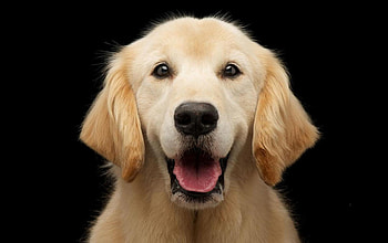 Happy, background, cool, 1920x1200, smile HD wallpaper