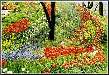 everycolor2, nature, flowers HD wallpaper