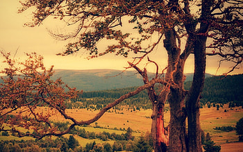 I see hills on distance, landscape, fields, mountains, forest HD wallpaper