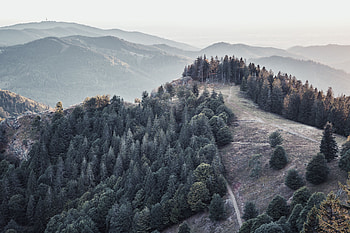 Landscape, Nature, Trees, Mountains, Forest, Fog HD wallpaper
