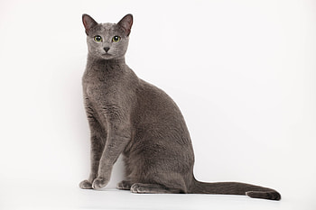 Animals, Cats HD wallpaper