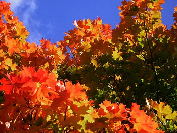 Autumn 2012, leaves, herbst, 2012, autumn, tree HD wallpaper