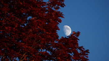 Closeup View Of Autumn Red Leaves Tree Branches In Moon Blue Sky Background Nature HD wallpaper