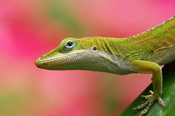 Animals, Background, Pink, Color, Lizard HD wallpaper