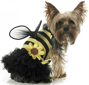 For my sweet Jeri( mememe1) , dog, black, dog lover, wonderful, sunflower, brown, bee, wings, sweet, carnival, entertainment, magnificent, beautiful, little, fashion, costume, yellow, funny, lovely, tiny HD wallpaper