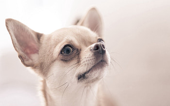 Animals, Dog, Blur, Smooth, Sight, Opinion, Small, Petite HD wallpaper