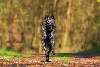 Animals, Dog, Stroll, Is Running, Runs HD wallpaper