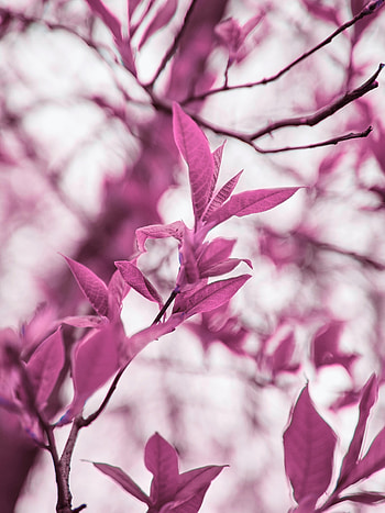 Leaves, Violet, Plant, Macro, Branches, Purple HD phone wallpaper