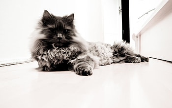 Wildcat, white, black, animals, cats HD wallpaper