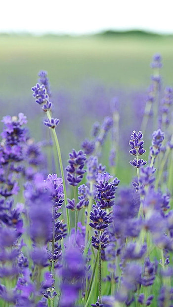 Lavender , Floral elegance, Mobile beauty, Lavender charm HD phone wallpaper