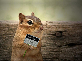 Give Me 15 Peanuts, peanuts, 15, chipmunk, wood HD wallpaper