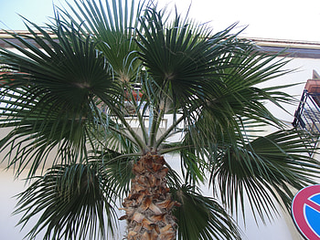 Palm Tree, italy, nature, palm trees HD wallpaper