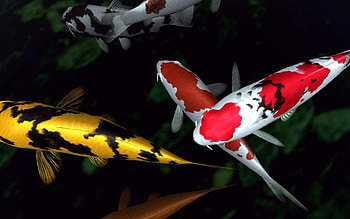 Koi , Top , Tranquil beauty, Captivating colors HD wallpaper