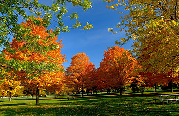 Nature, Trees, Autumn, Leaves, Park, Bench, Picnic HD wallpaper