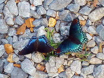 Pairing, blue, two, butterflies, rocks HD wallpaper