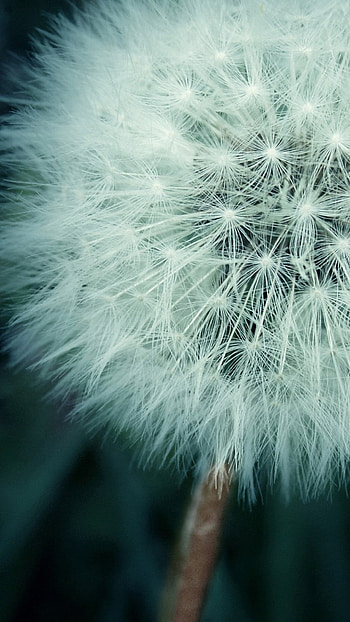 Asethetic Dandelion Plant Macro 6 HD phone wallpaper