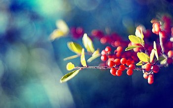 Leaves, Berries, Macro, Glare, Branch HD wallpaper