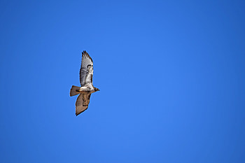 Animals, Sky, Flight, Wings, Hawk, Red-Tailed Hawk HD wallpaper
