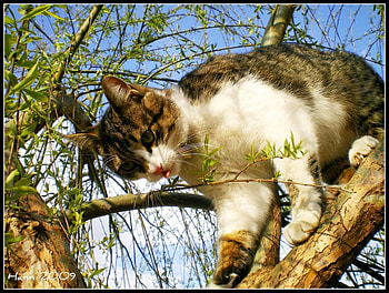 it's high, cat, pet, high, tree HD wallpaper
