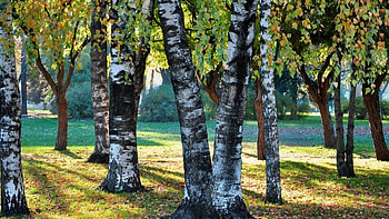 Birch trees, Stunning , Birch tree magic, Nature's elegance HD wallpaper