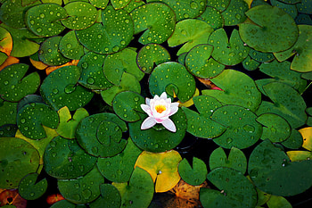 Water Lily, Nature-inspired , Serene atmosphere, Floral beauty HD wallpaper