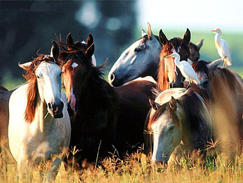 Horse Young, animal, horses, grass, bird HD wallpaper