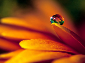 Flower, Macro, Shine, Light, Brilliance, Drop, Dew HD wallpaper