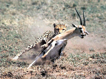 hunter for Revelzetta, africa, hunter, gazelle, magnificent, serengeti, cheetah, wild HD wallpaper