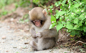 Animals, Leaves, Sit, Monkey, Small, Petite HD wallpaper