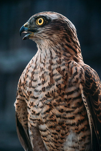 Animals, Bird, Brown, Predator, Hawk, Buzzard HD phone wallpaper