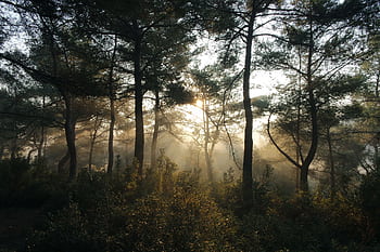 Misty forest scenery with sunbeams filtering through trees at dawn. HD wallpaper