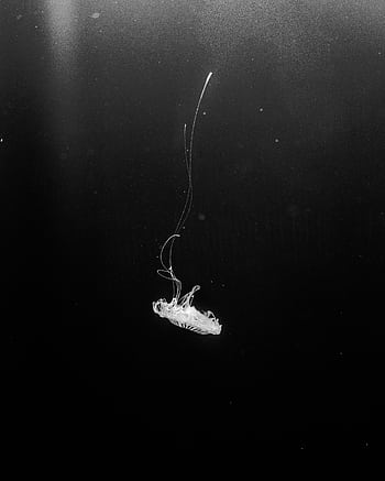 A serene black and white capturing the delicate beauty of a jellyfish floating in dark waters. HD phone wallpaper