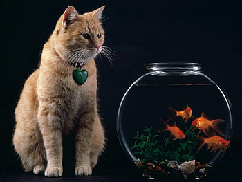 Animals, Cat, Aquarium, Fish HD wallpaper