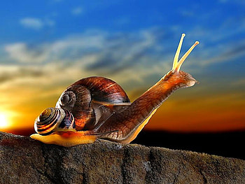 Snail, cool, graphy HD wallpaper