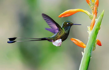 Hummingbird, Animal, Bird, Close Up, Birds HD wallpaper