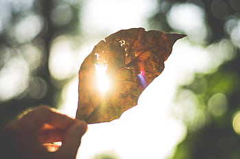 Sunlight beams through a dry leaf, creating a beautiful bokeh effect in a natural setting. HD wallpaper