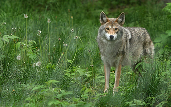 Animals, Grass, Wolf, Sight, Opinion, Stroll HD wallpaper