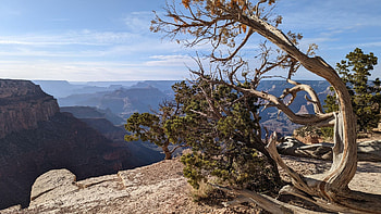 Fallen tree at the Grand Canyon National Park, Arizona, landscape, trees, clouds, sky, rocks, forest, usa HD wallpaper