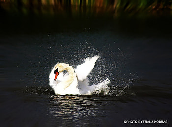 white swan, natur, swan, white, animals HD wallpaper