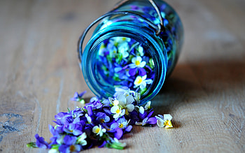 Flowers, Objects HD wallpaper