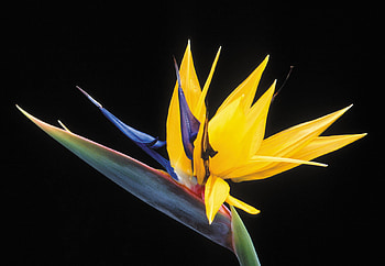 The Bird Of Paradise Flower, colorful, bird of paradise, pretty, flower HD wallpaper