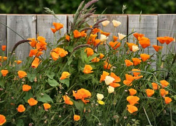 Poppies, flowers HD wallpaper