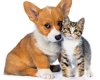 Friends, dog, kitten, animal, cute, cat, pisica, puppy, couple, pet, caine HD wallpaper