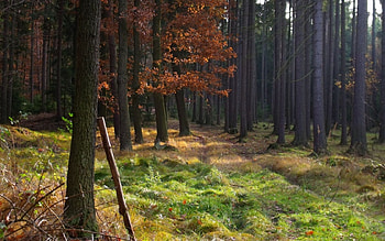 Landscape, Nature, Trees HD wallpaper