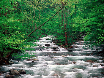 Landscape, Rivers, Trees HD wallpaper
