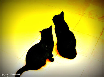 black cats, cats, nature, black, animals HD wallpaper
