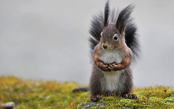 Animals, Squirrel, Grass, Animal, Fluffy Tail HD wallpaper