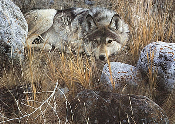 Resting Hunter, artwork, painting, wolf, predator, stones HD wallpaper